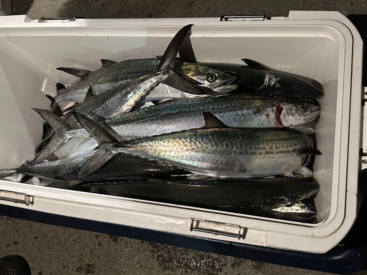 しらすうにさんの釣果 3枚目の画像