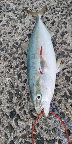 ヤズの釣果