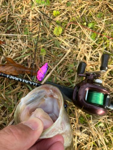 ラージマウスバスの釣果