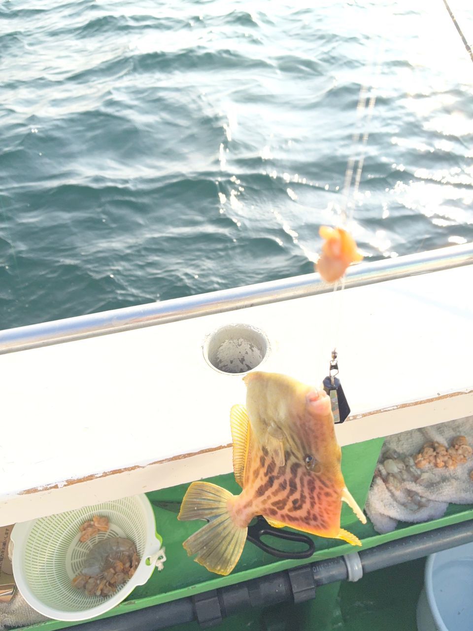 AiSakiさんの釣果 1枚目の画像