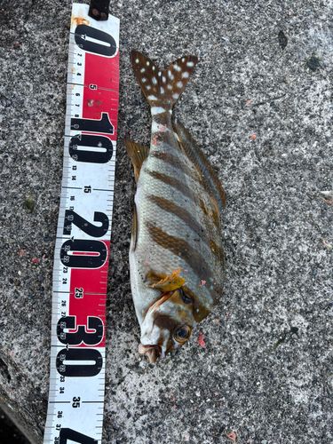 タカノハダイの釣果