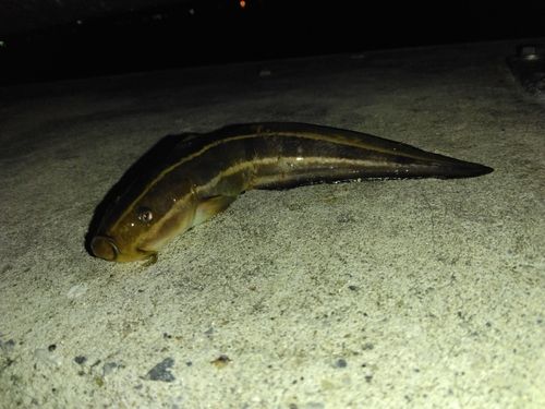 ゴンズイの釣果