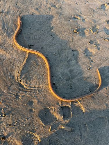 ダイナンウミヘビの釣果