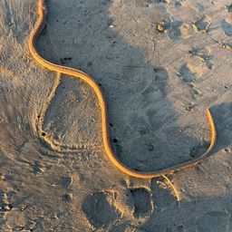 ダイナンウミヘビ