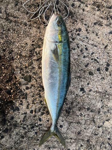 ツバスの釣果