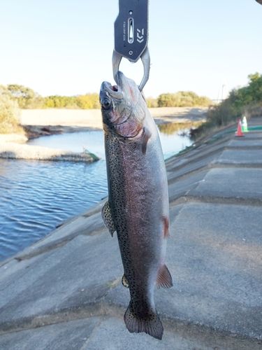 ニジマスの釣果
