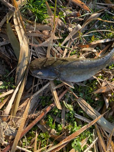ナマズの釣果