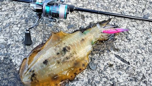 アオリイカの釣果