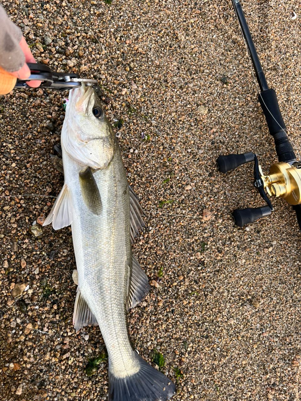 ZENAQ プレジール アンサー ソップモッド PA-B80の最安値・インプレ