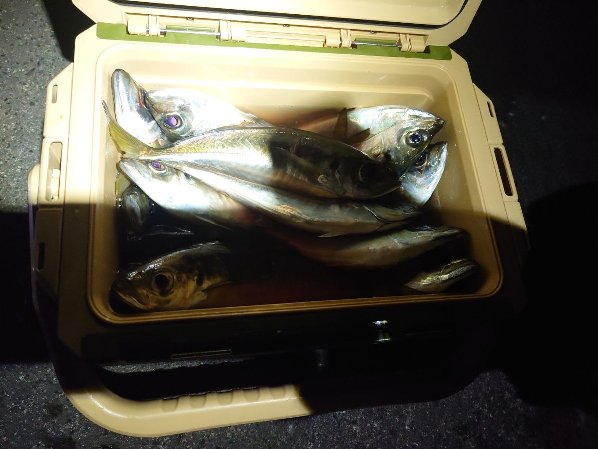 アジンガーWRXさんの釣果 1枚目の画像