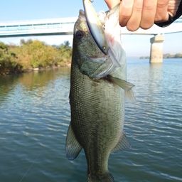 ラージマウスバス