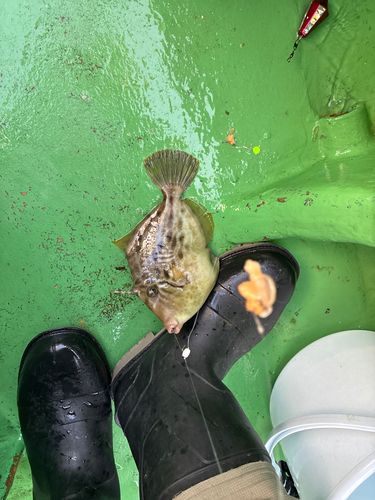 カワハギの釣果