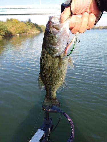 ラージマウスバスの釣果