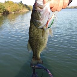 ラージマウスバス