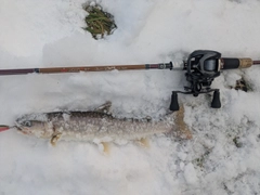ニジマスの釣果