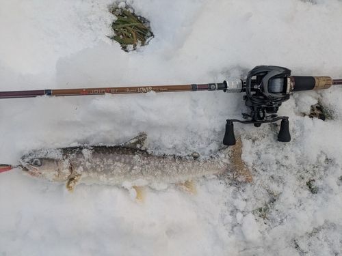 ニジマスの釣果