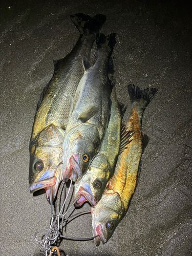 シーバスの釣果