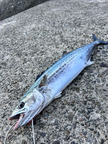 サゴシの釣果