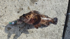 ムラソイの釣果