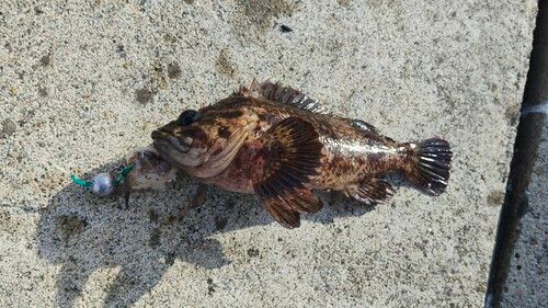 ムラソイの釣果