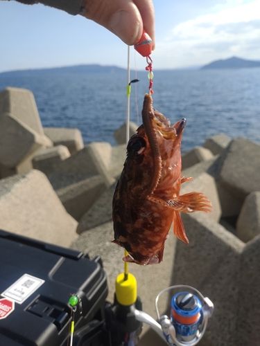 カサゴの釣果