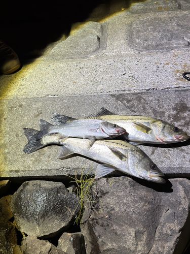 シーバスの釣果