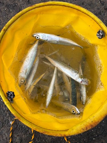サバの釣果