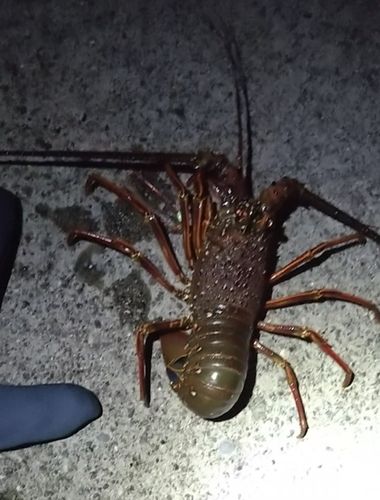 イセエビの釣果