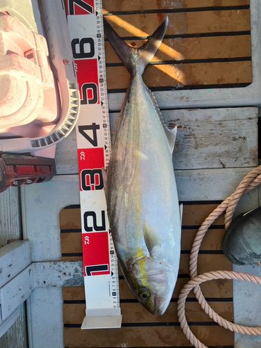 カンパチの釣果