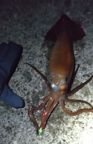 イセエビの釣果