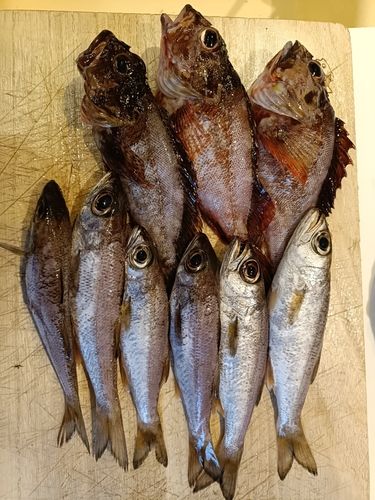 クロムツの釣果