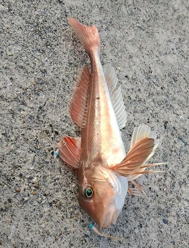 ホウボウの釣果