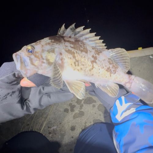 クロソイの釣果