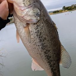 ラージマウスバス