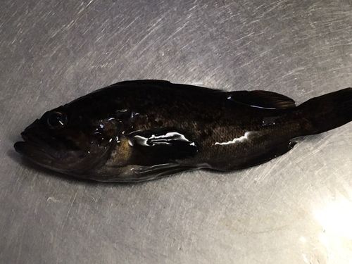 クロソイの釣果