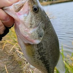 ラージマウスバス