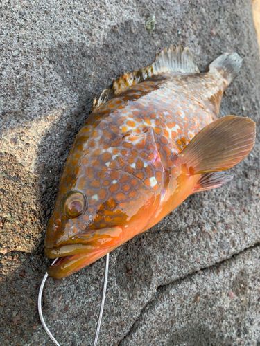 キジハタの釣果