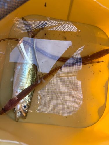 小名浜港市場前