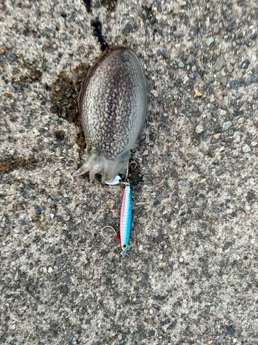 コウイカの釣果