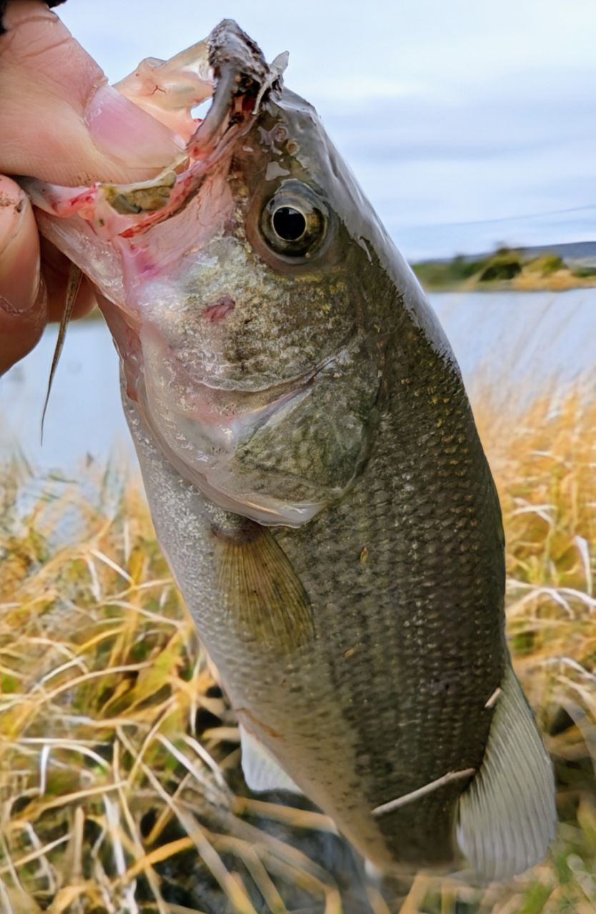 ラージマウスバス