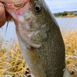 ラージマウスバス