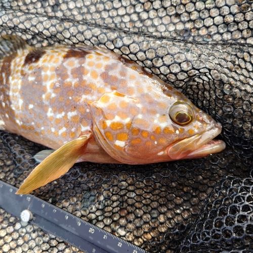 キジハタの釣果