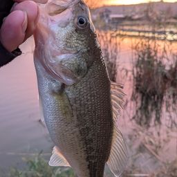 ラージマウスバス