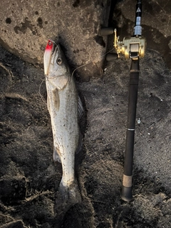 フッコ（マルスズキ）の釣果