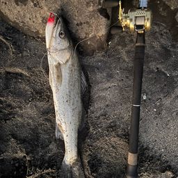 フッコ（マルスズキ）