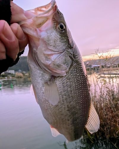ラージマウスバスの釣果