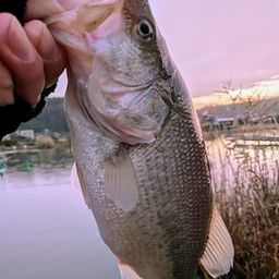 ラージマウスバス