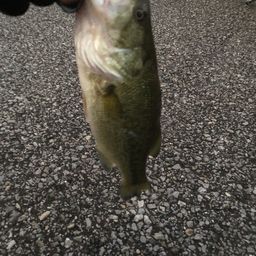 ラージマウスバス