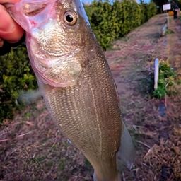 ラージマウスバス