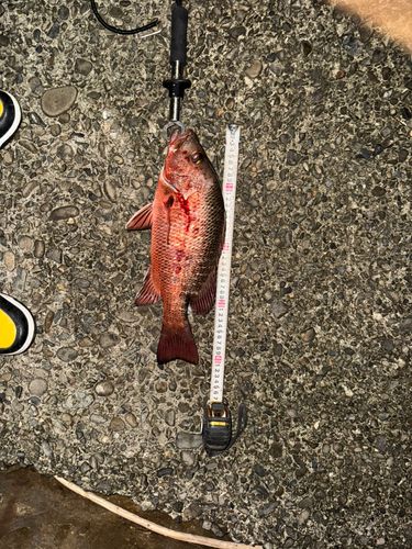 ゴマフエダイの釣果